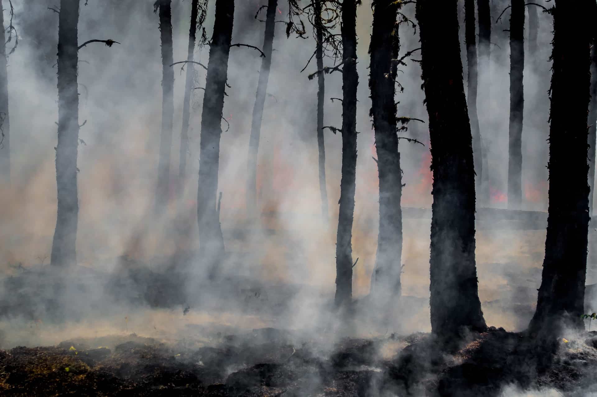 Picture of the aftermath of a fire in the forest